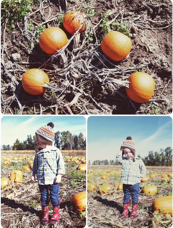 PumpkinPatch_01